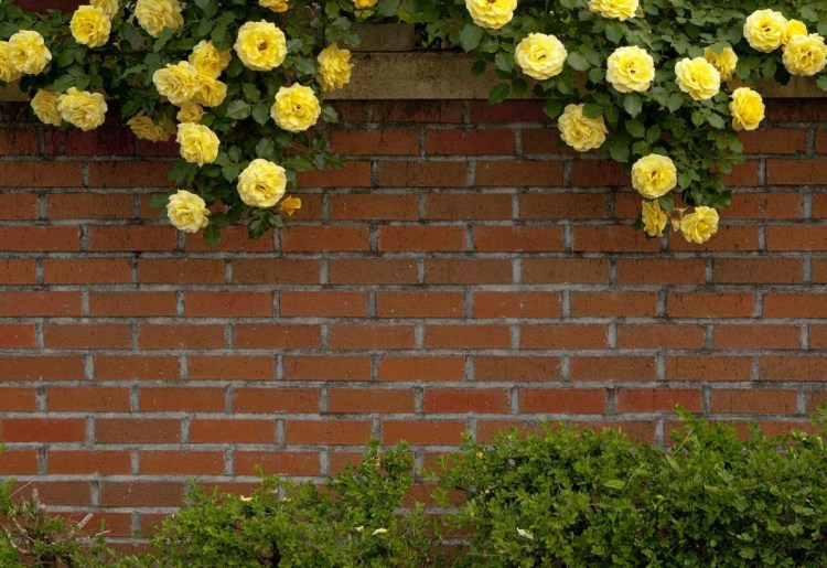 Privacy_Fence_Rose_Yellow