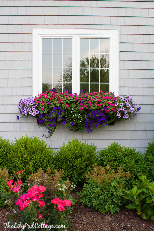 window box ideas for summer window box ideas for summer