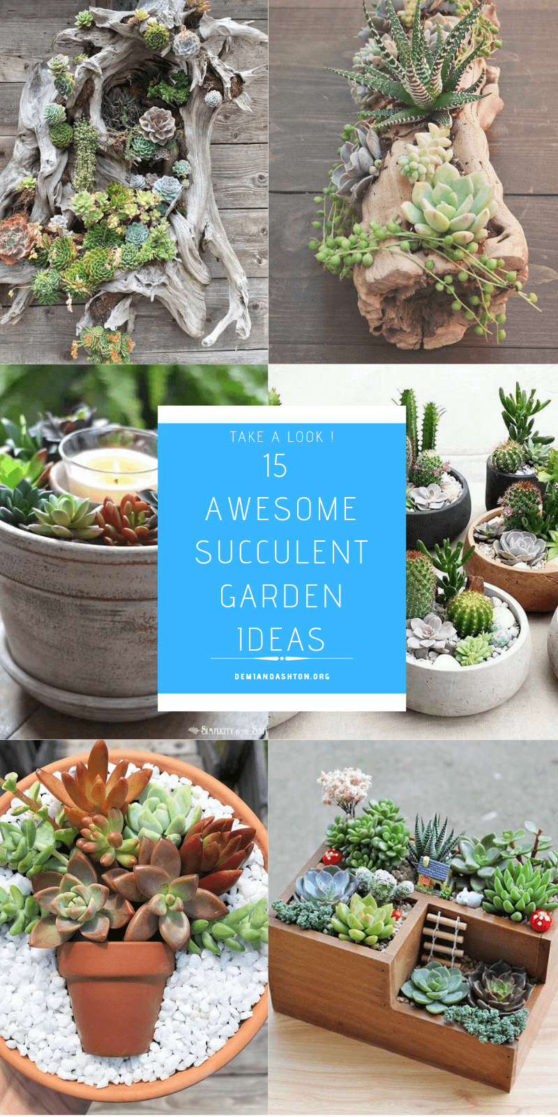 Awesome Succulent Garden Ideas