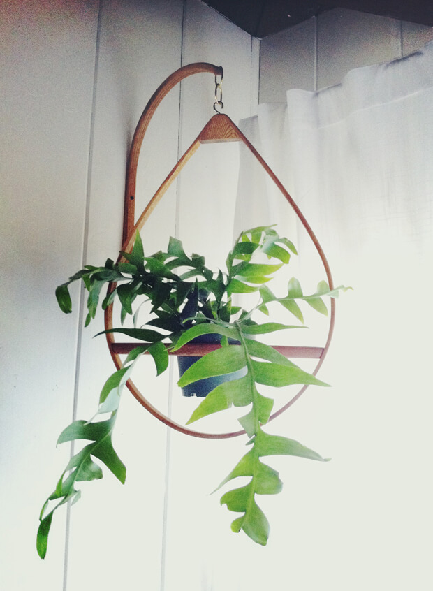 hanging planters indoor