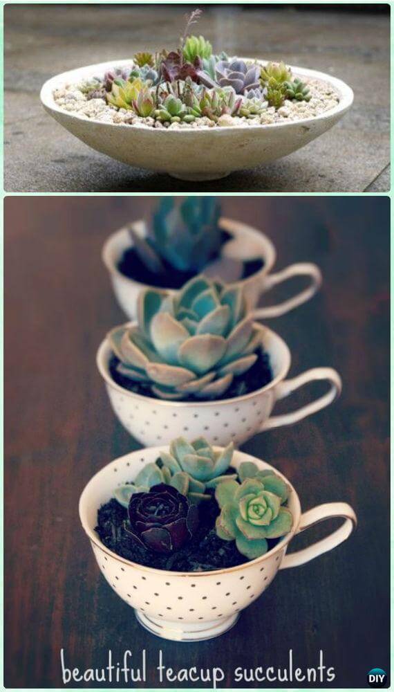 mini succulent garden ideas