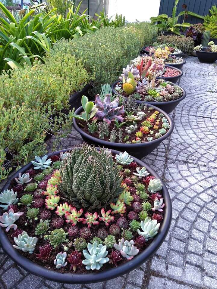 small succulent garden ideas