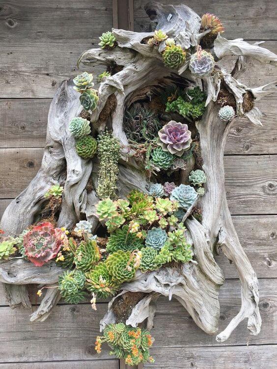 succulent garden design ideas