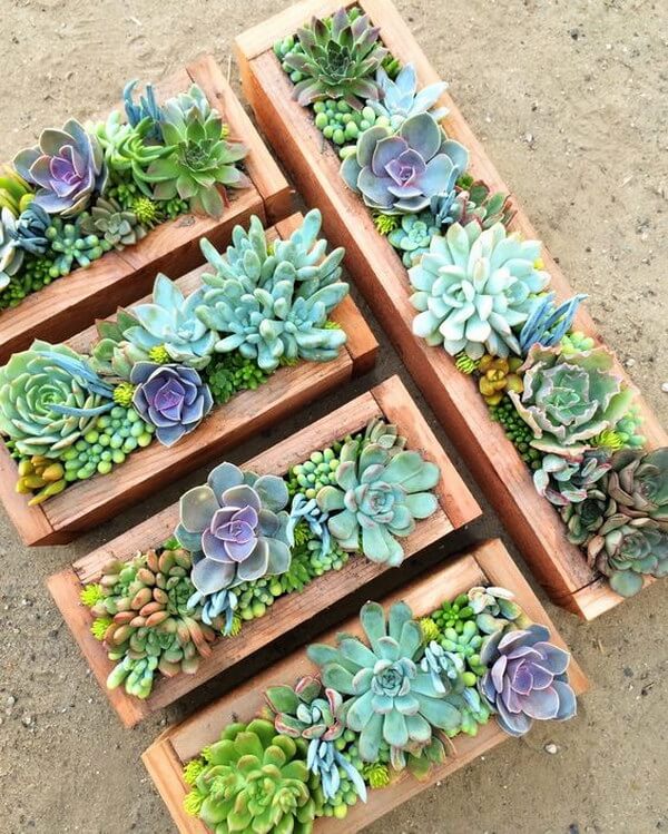 succulent garden ideas outdoor