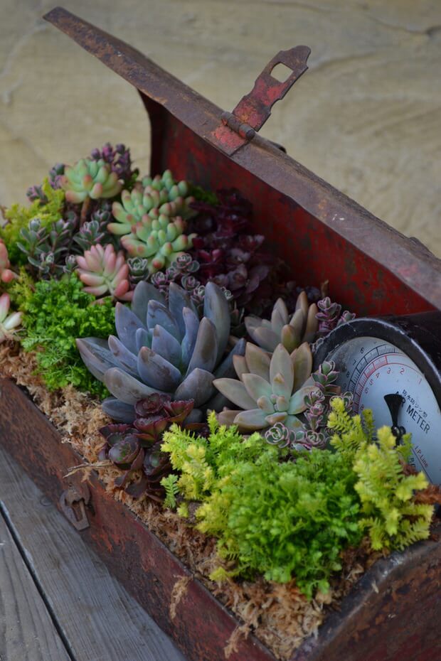 succulent garden ideas