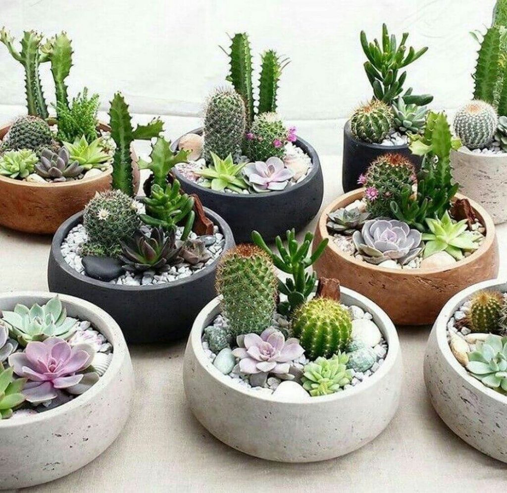 succulent garden pot ideas