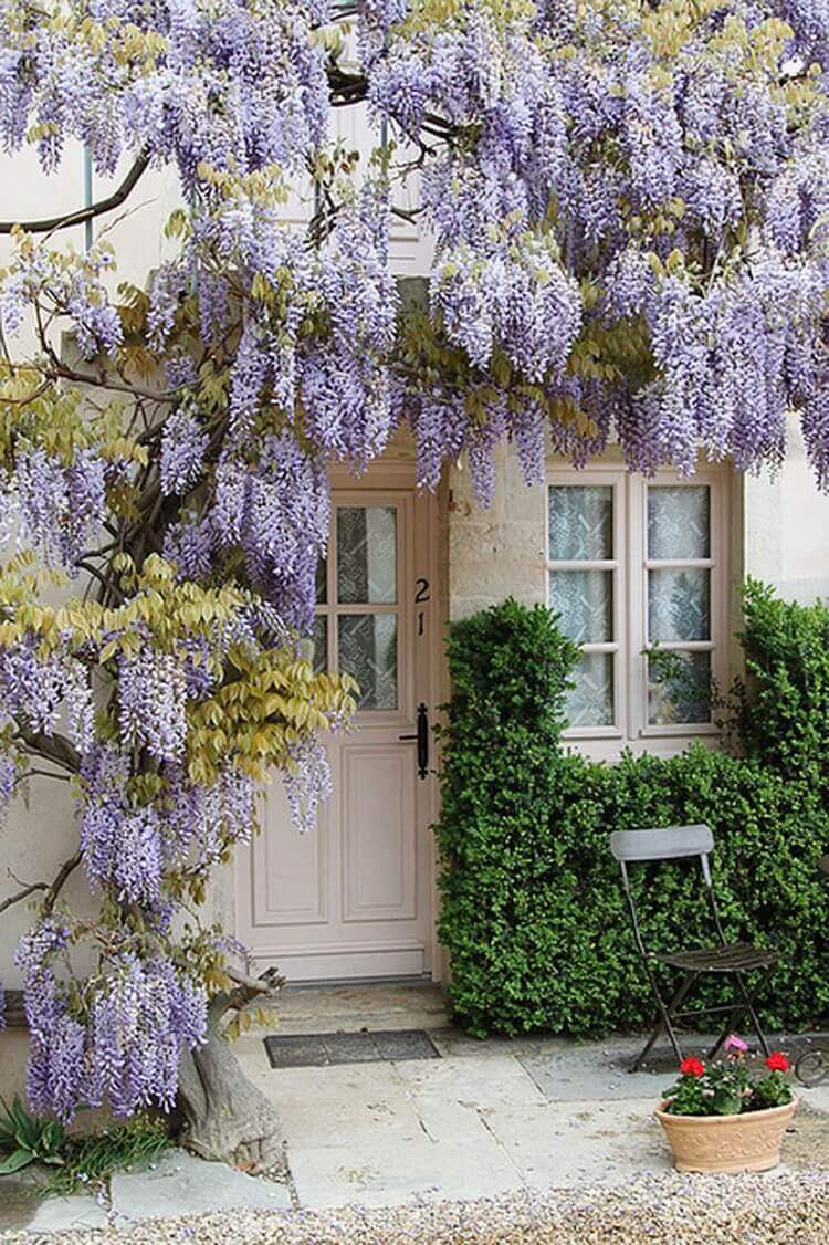 French Country Decor Frame Your Door with Wisteria Vines - Harptimes.com