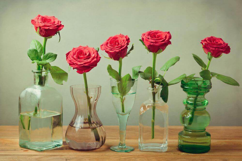 Refresh Water Regularly Roses
