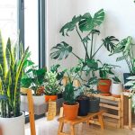 5 Ways to Make Your Houseplants Live Longer