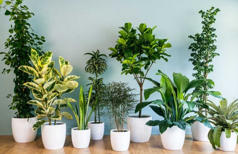 Ways to Make Your Houseplants Live Longer Repot Your Plants