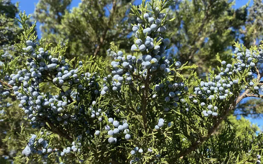 house plants that cause allergies Mountain Cedar