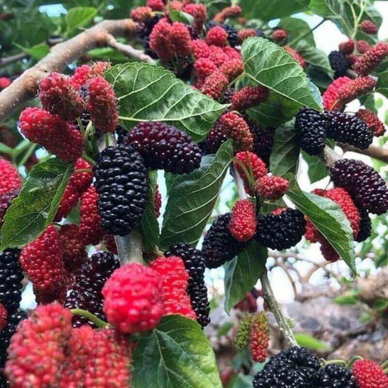 house plants that cause allergies Mulberry