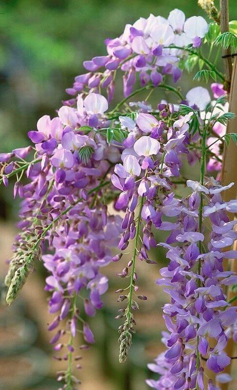house plants that cause allergies Wisteria