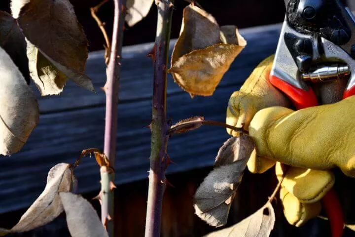 Eliminate Dead Foliage Roses