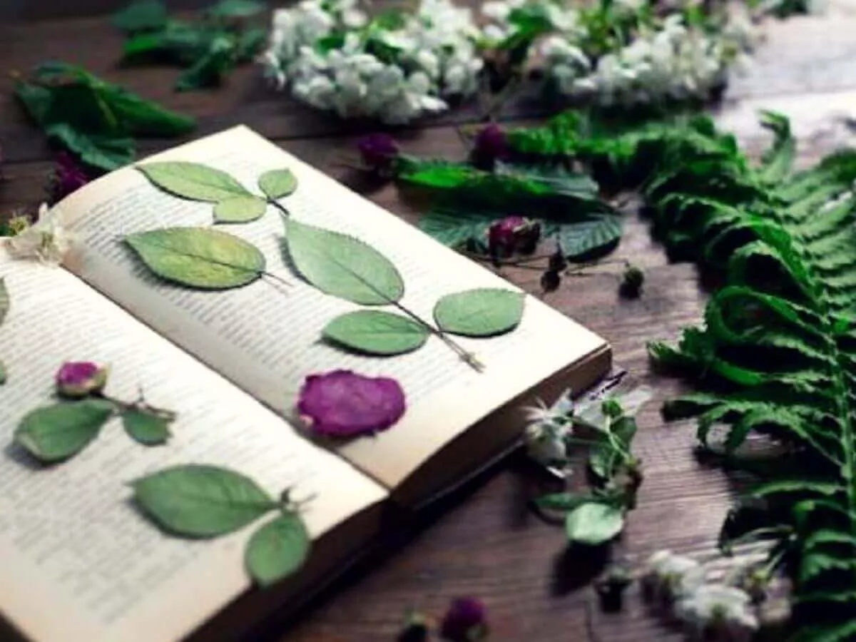 Pressing Roses Flower