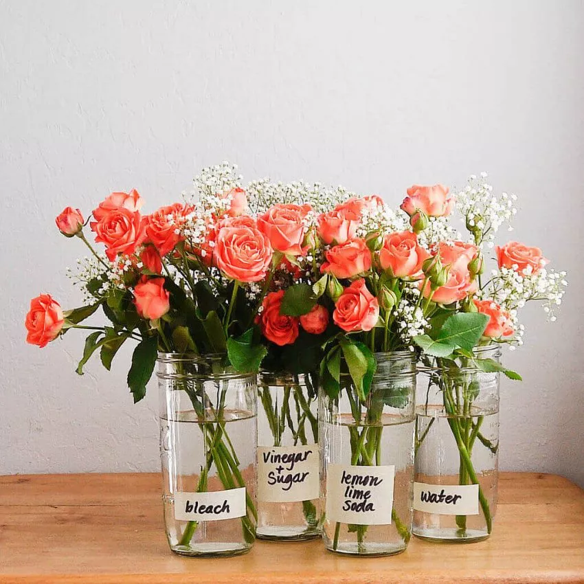 Roses Flower Food Packet