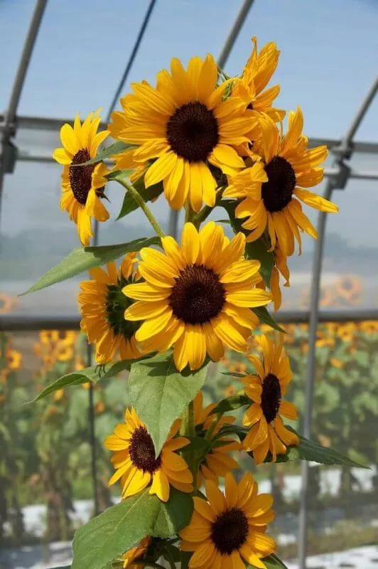 house plants that cause allergies sunflower